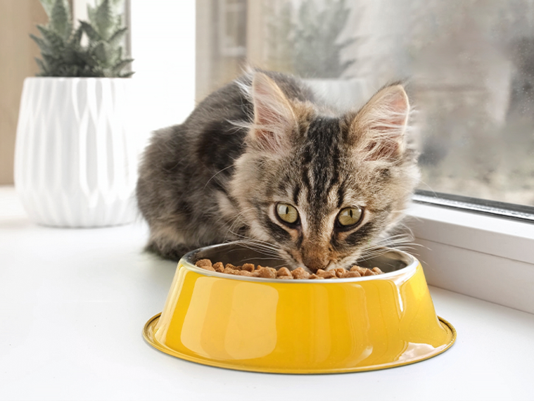 Kitten frisst