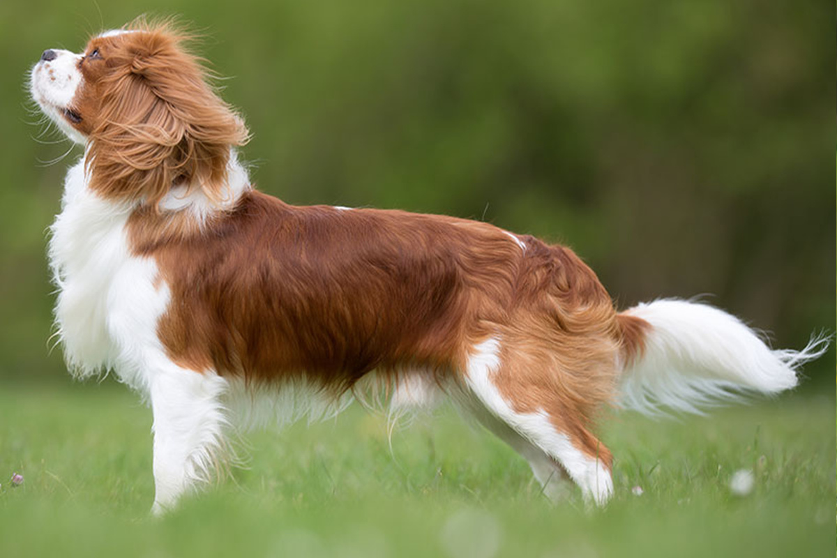 Cavalier King Charles Spaniel Seitenportrait