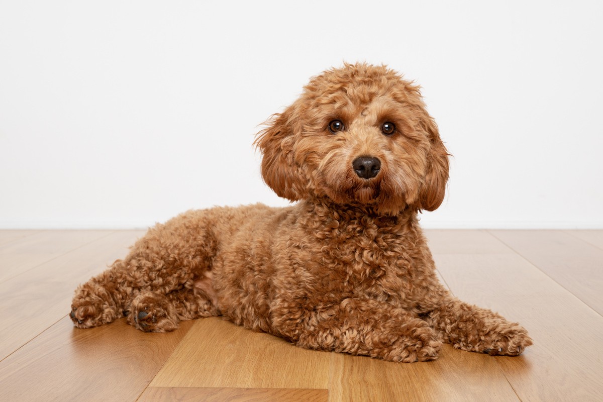 Cavapoo Teaserbild