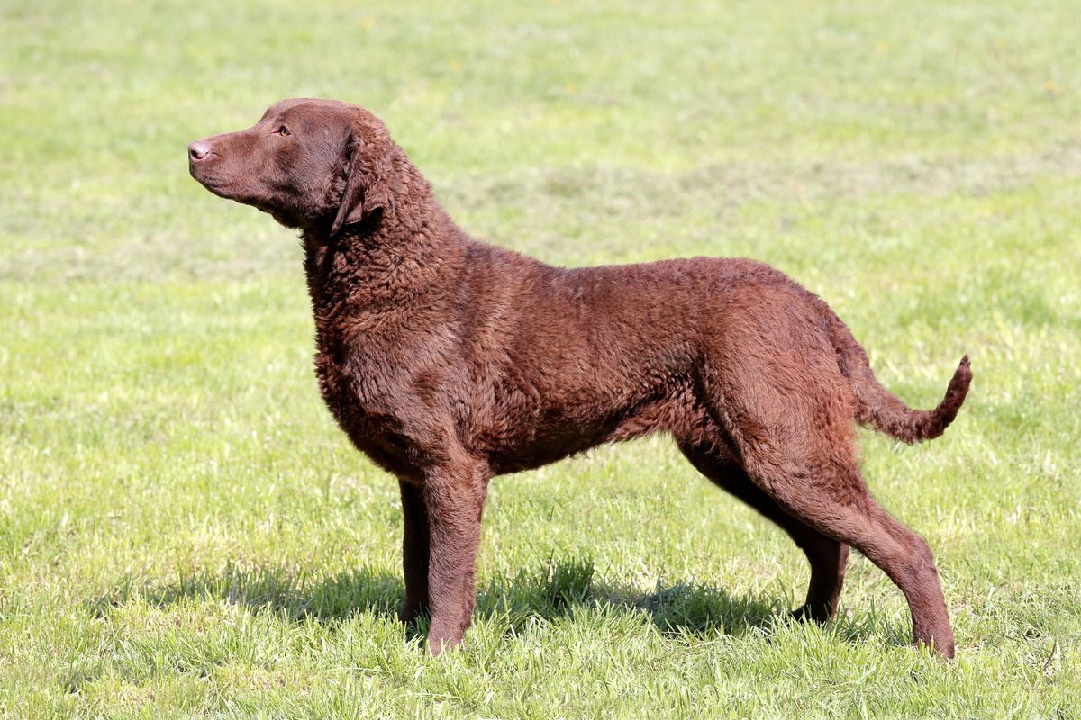Chesapeake_Bay_Retriever_Portrait