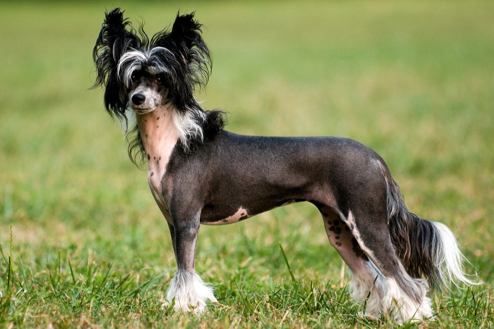 Chinesischer Schopfhund
