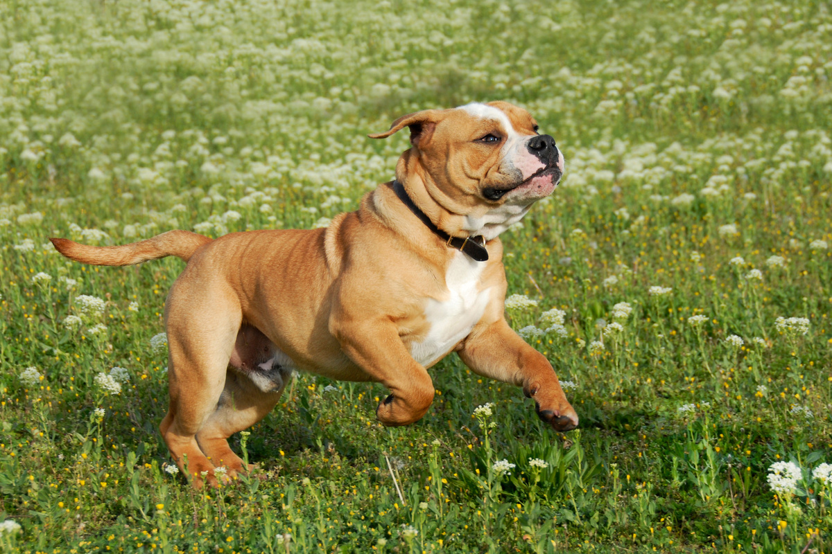 Continental Bulldog