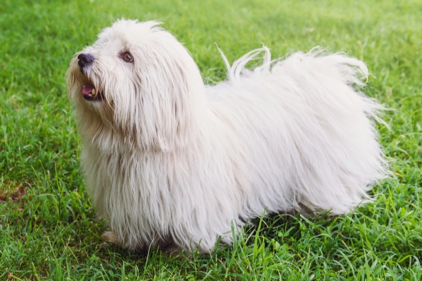 Coton de Tuléar