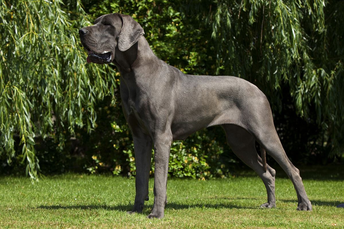 Deutsche Dogge