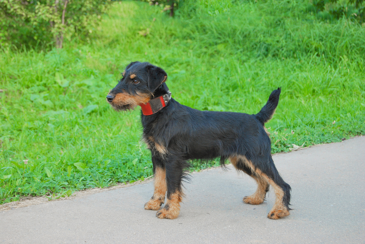 Deutscher Jagdterrier