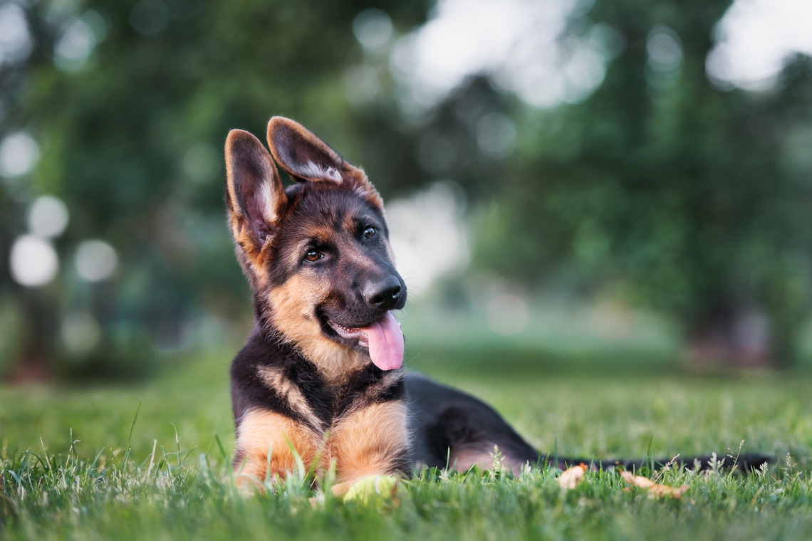 Deutscher Schferhund  Rasseportrait | DAS FUTTERHAUS