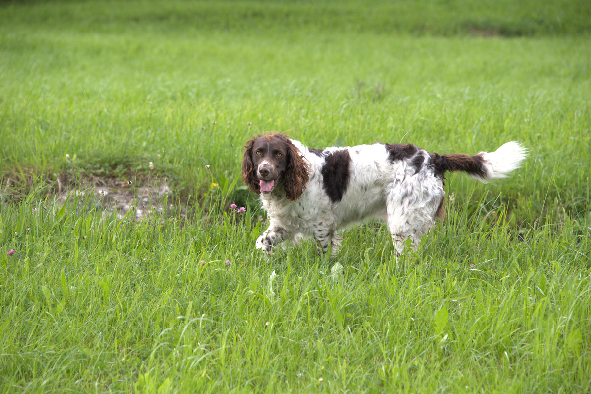 Deutscher Wachtelhund