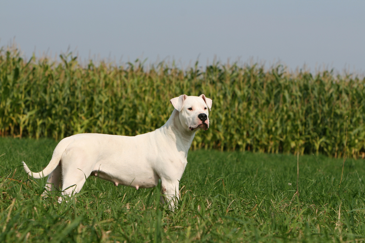 Dogo Argentino Portrait