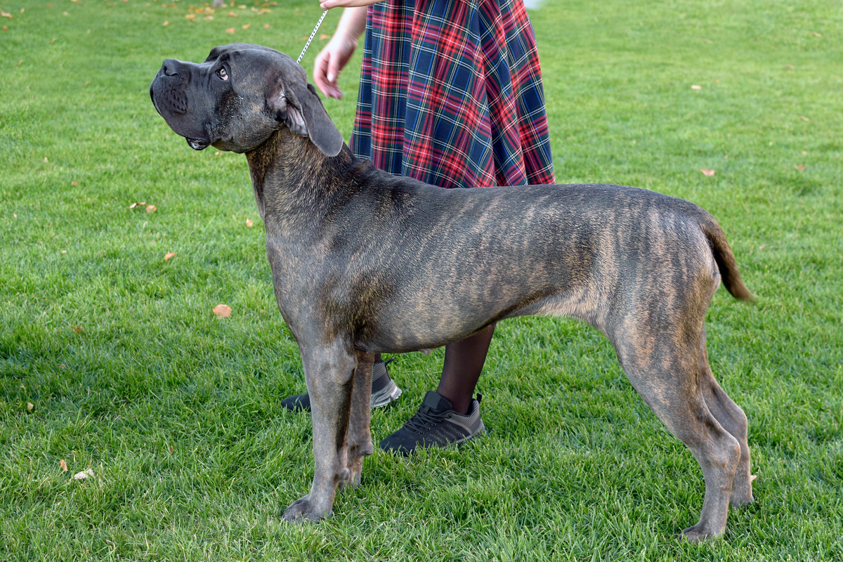 Dogo Canario (Presa Canario)