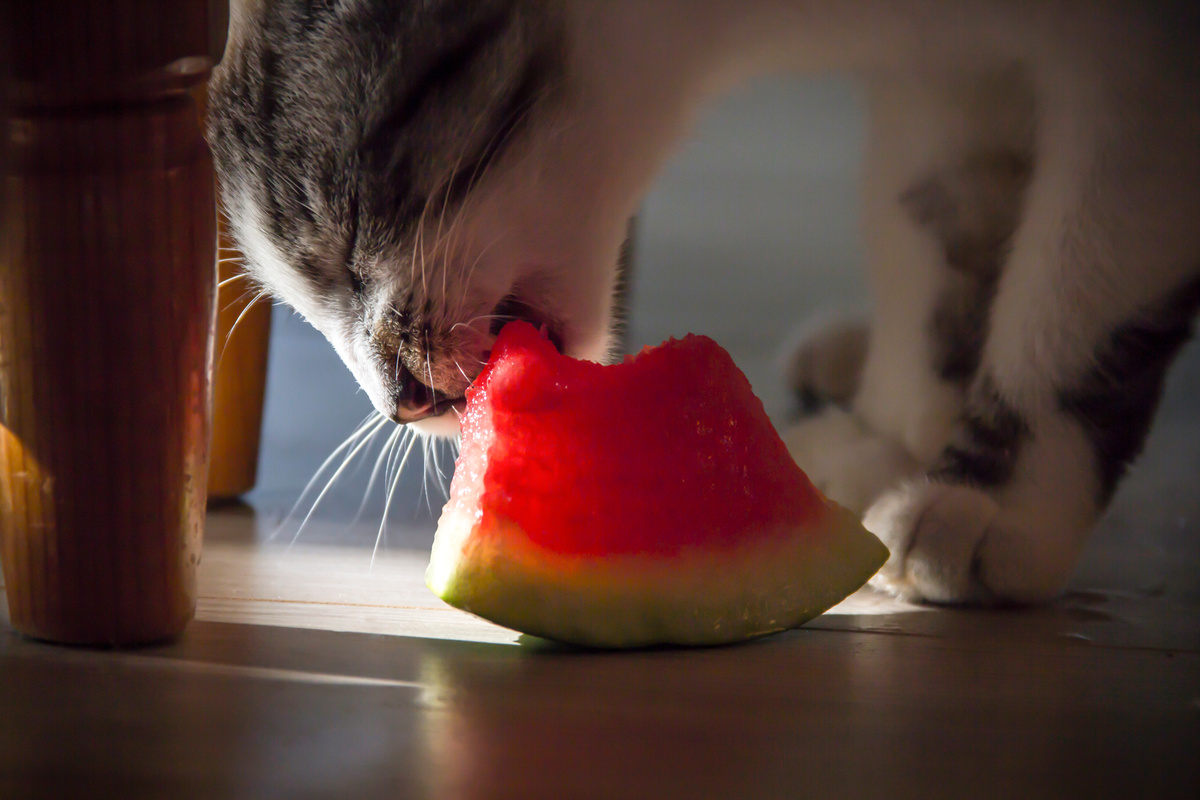 Dürfen Katzen Wassermelone essen?