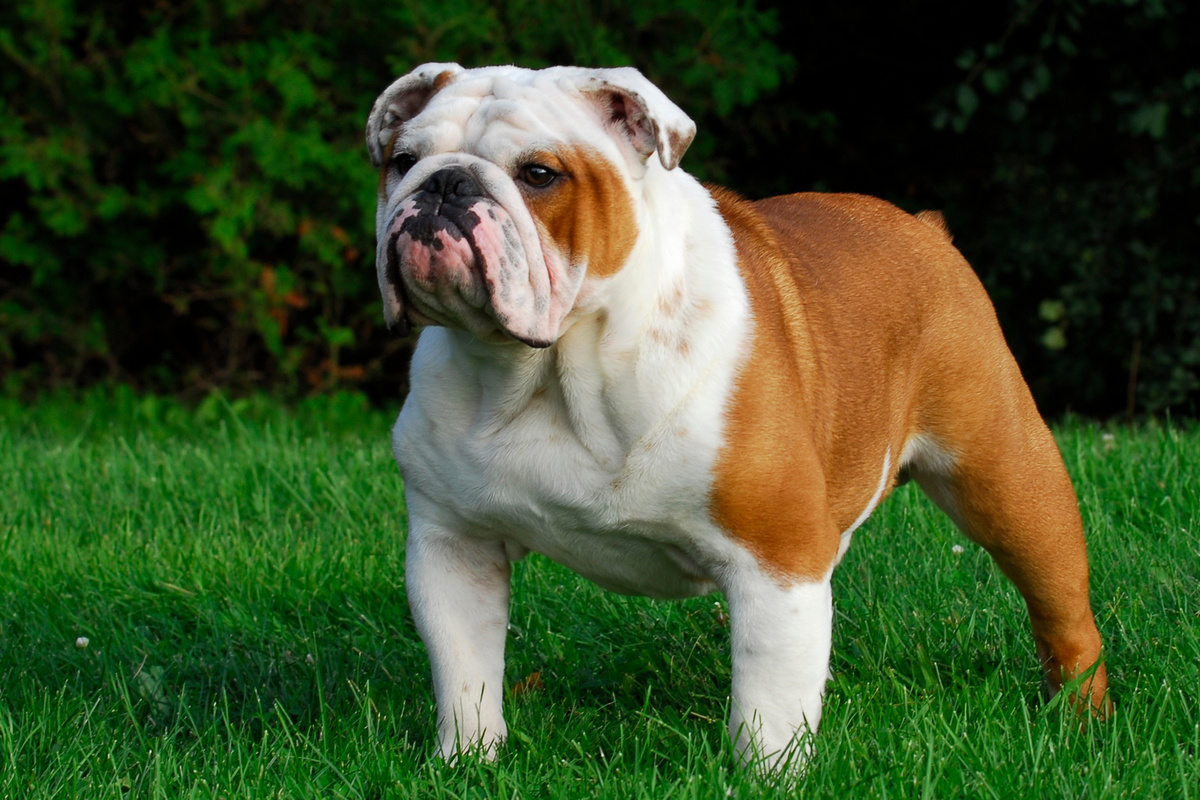 Englische Bulldogge