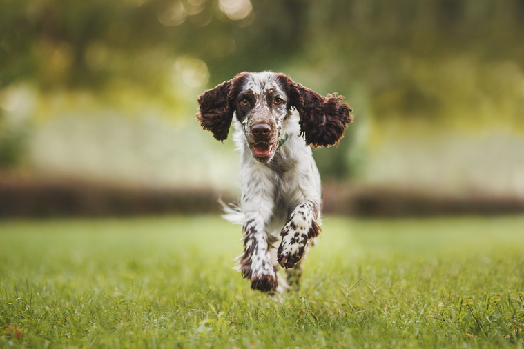 English_Springer_Spaniel_in_Bewegung