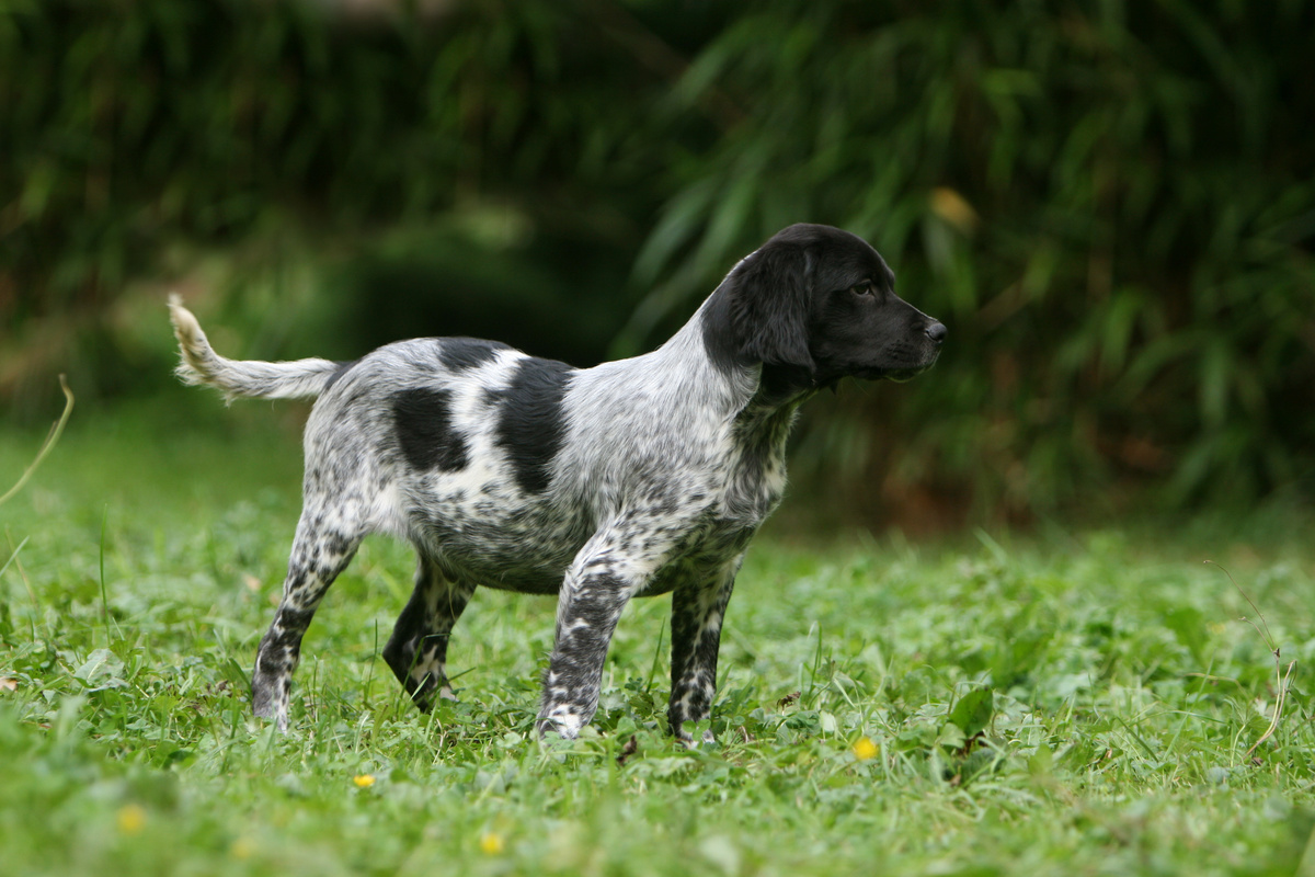 Epagneul Breton