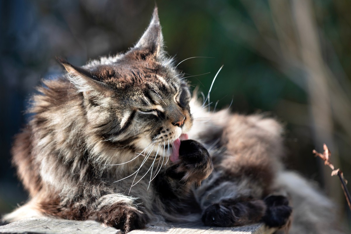 fellwechsel bei Katze