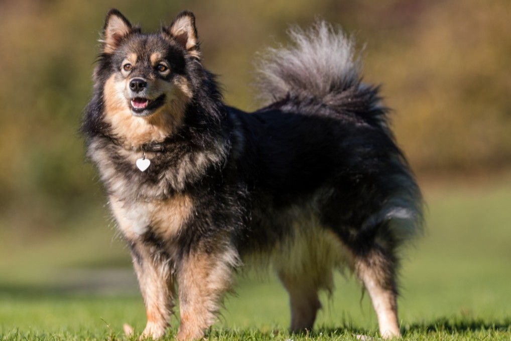 Finnischer Lapphund