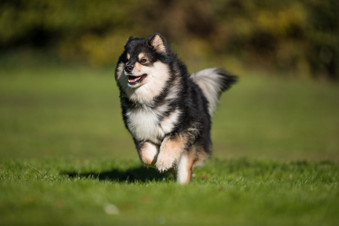 Finnischer_Lapphund_Welpe