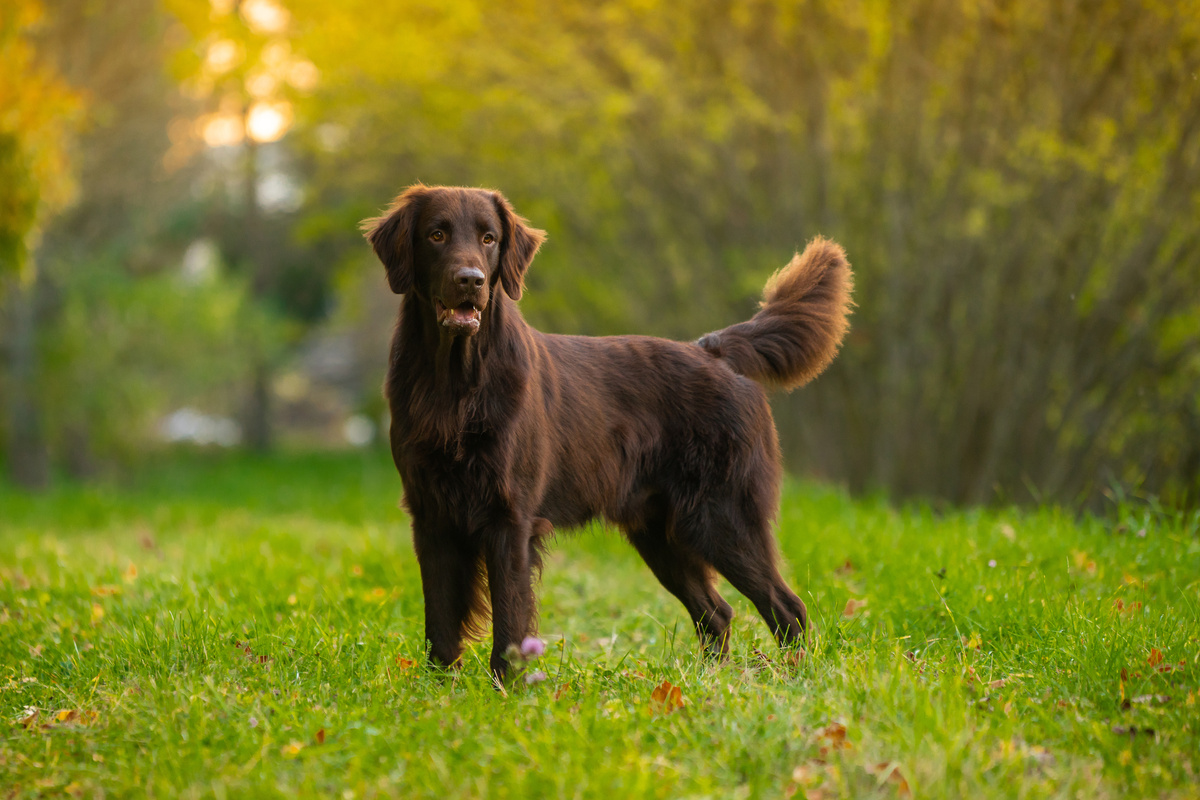 Flat Coated Retriever