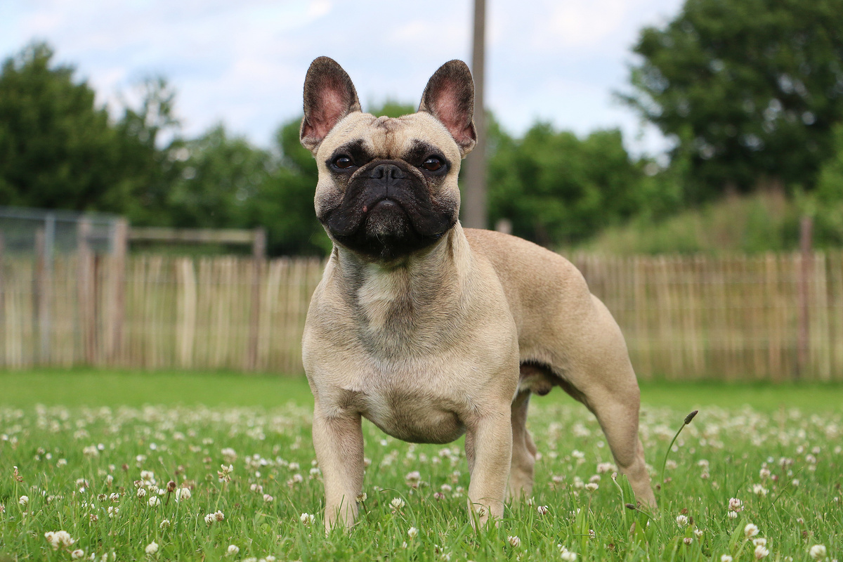 Französische Bulldogge