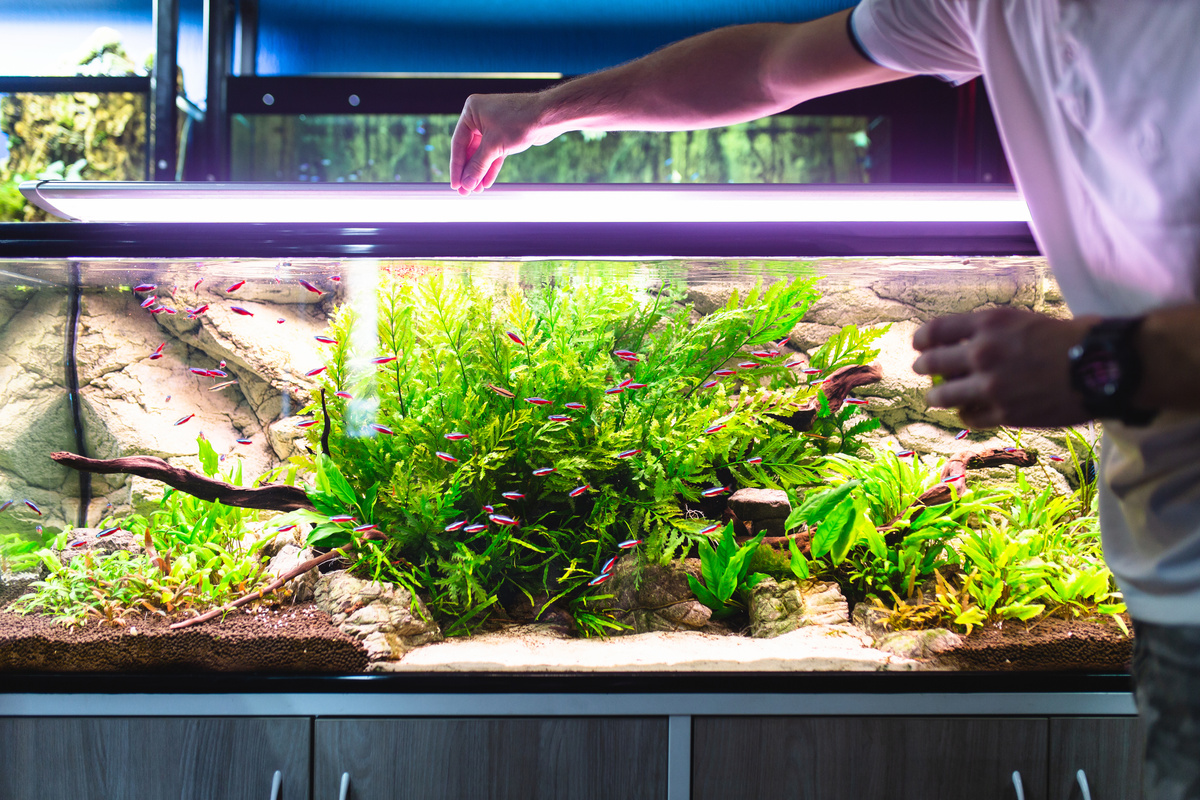 Säuberung eines Filters im Süsswasseraquarium