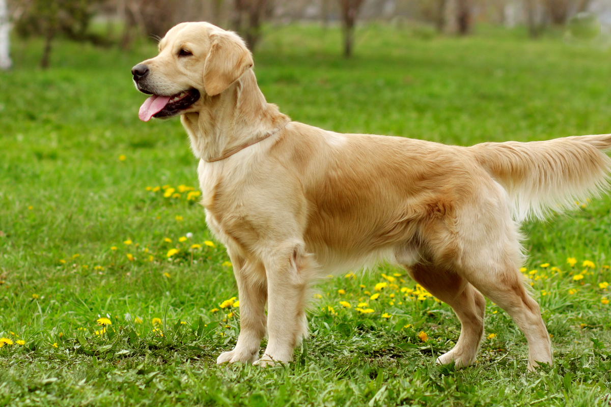 Golden Retriever Seitenportrait