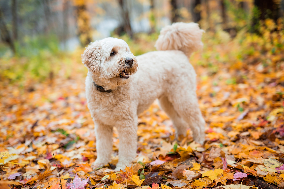 Goldendoodle