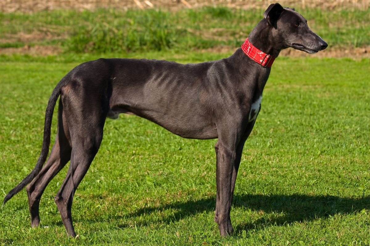 Greyhound Portrait