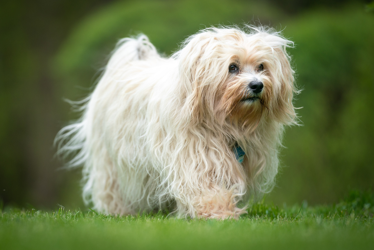 Havaneser (Bichon Havanais)