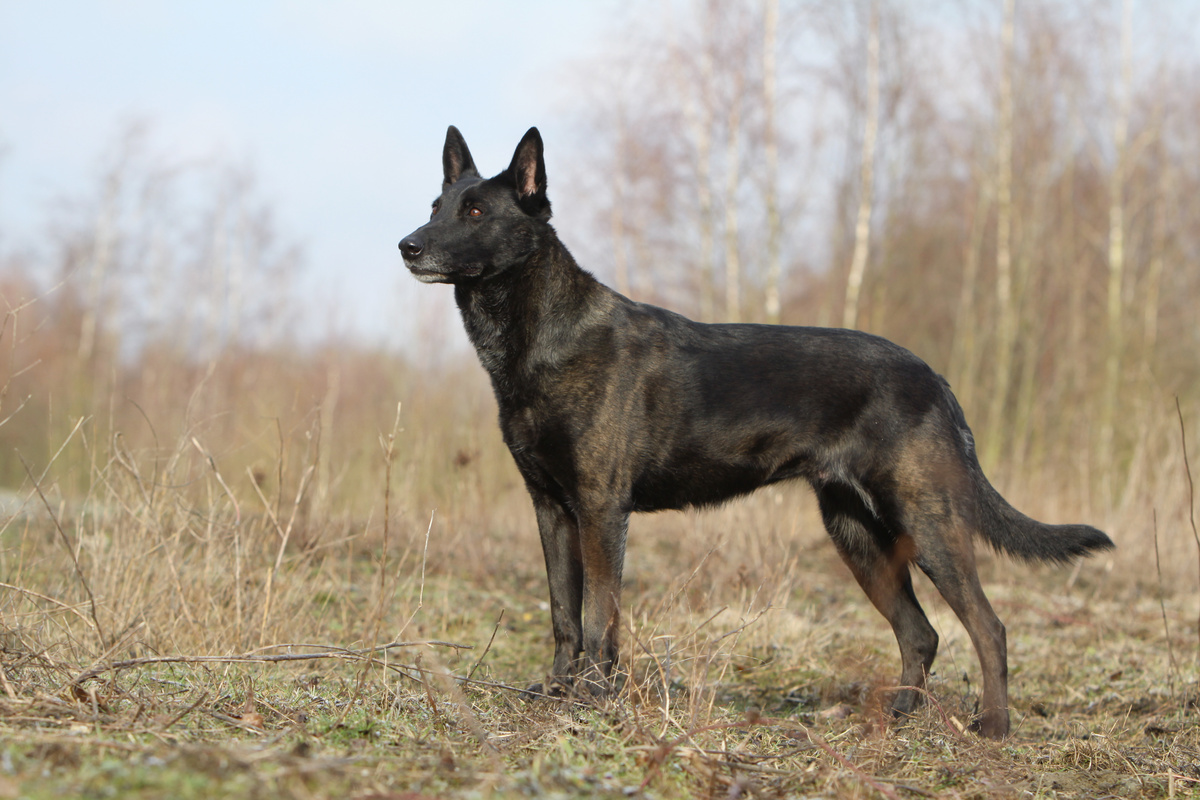 Hollandse Herdershond