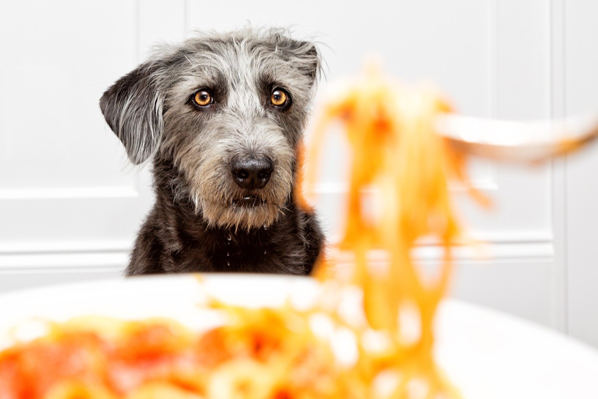 Hunden das Betteln abgewöhnen