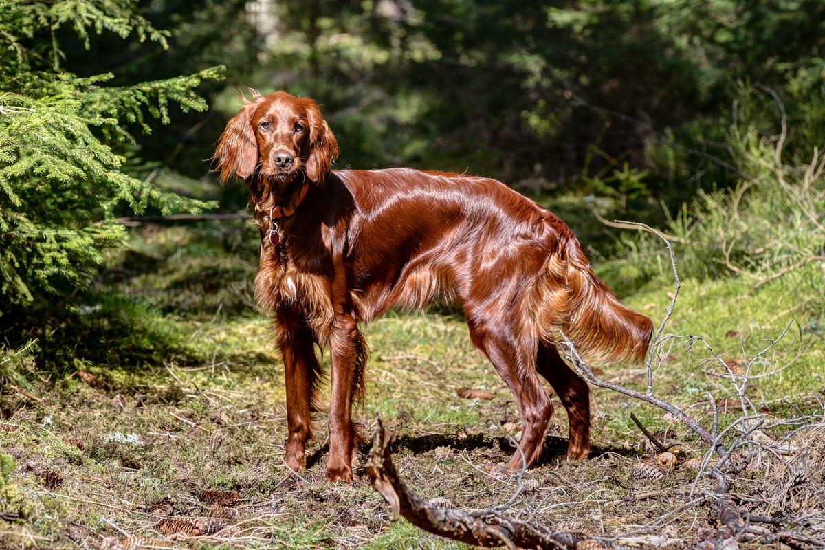 Irish Red Setter