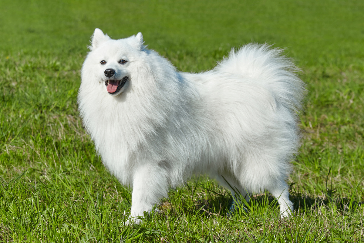Japan-Spitz