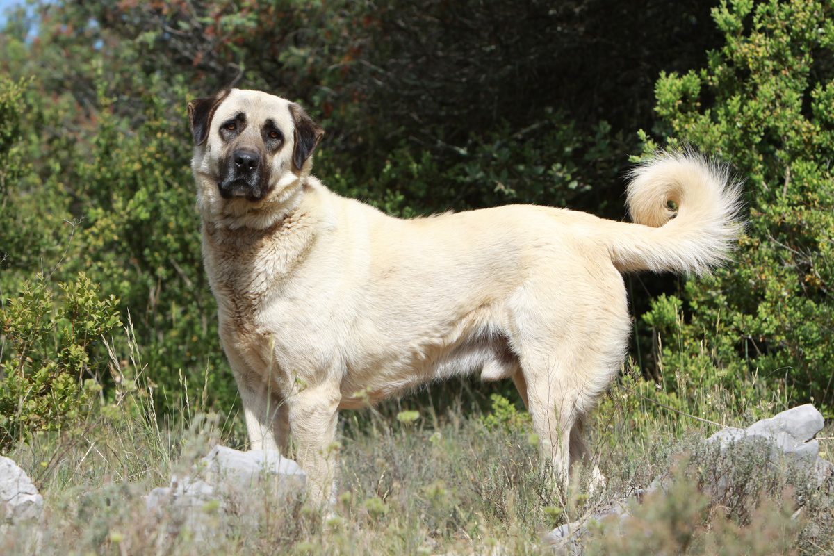 Kangal-Hirtenhund