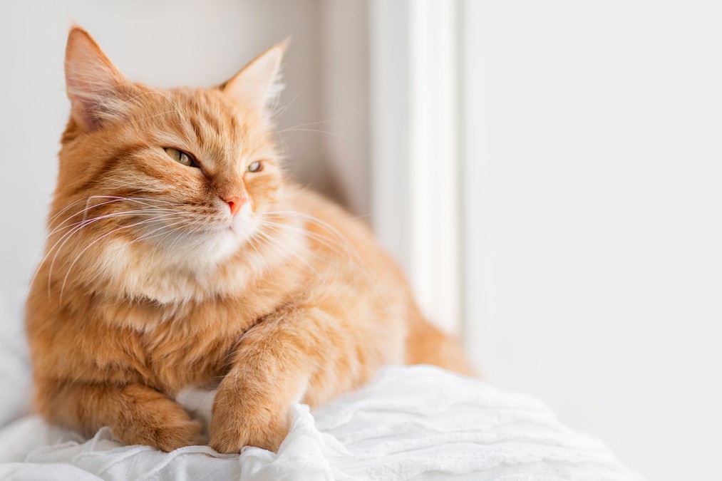 Asthma bei Katzen