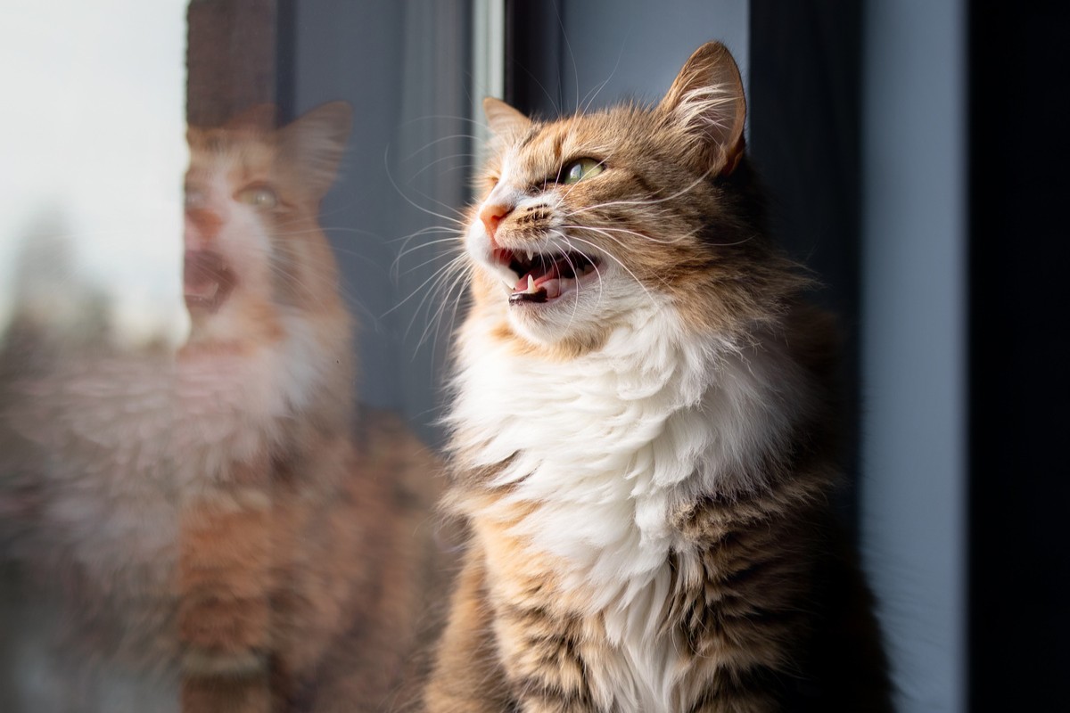katzensprache