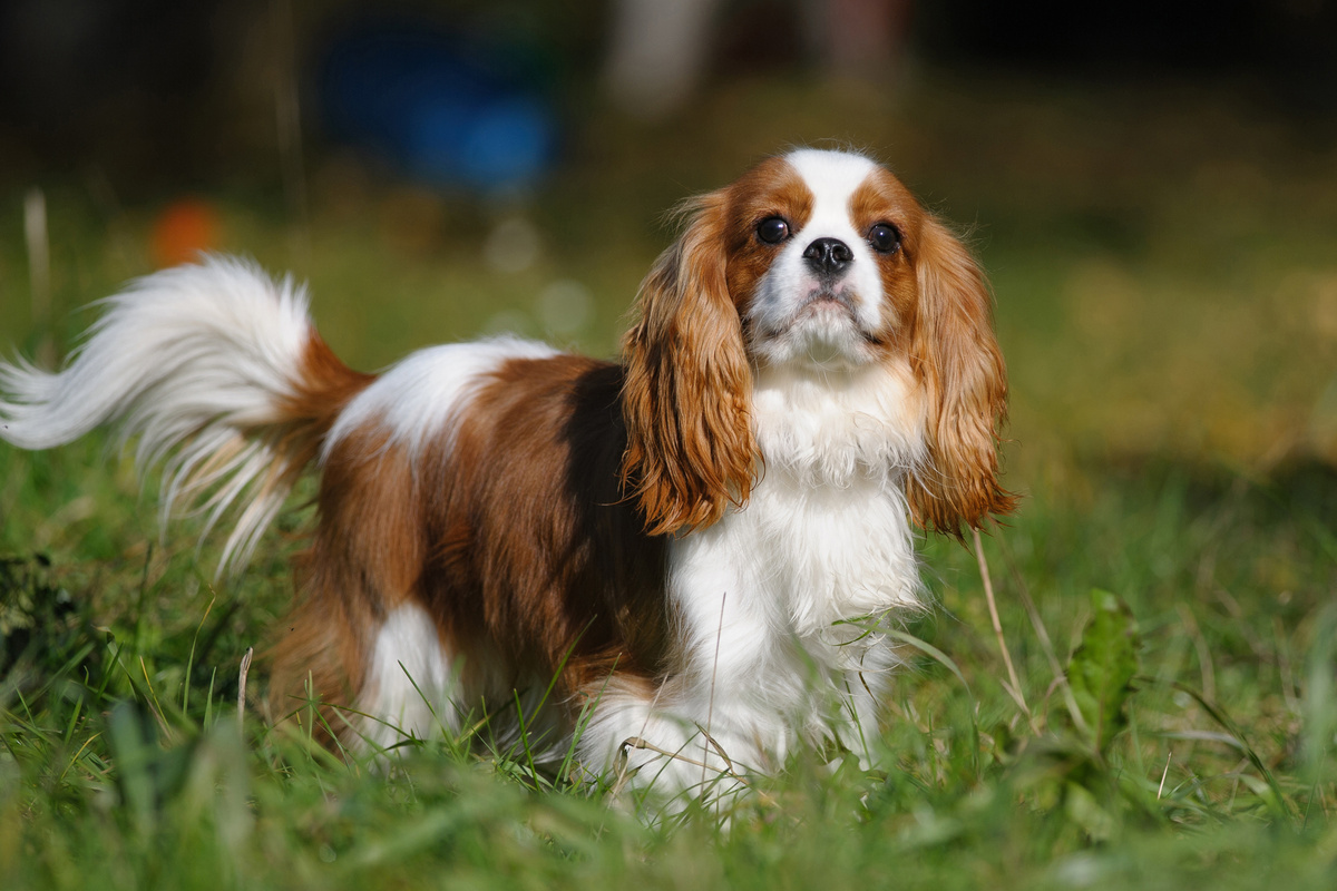 King Charles Spaniel