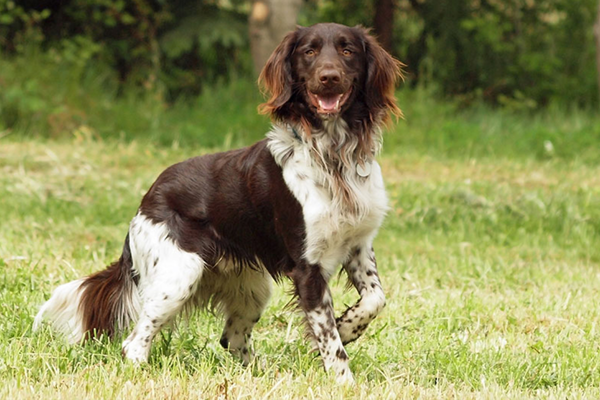 Kleiner Münsterländer