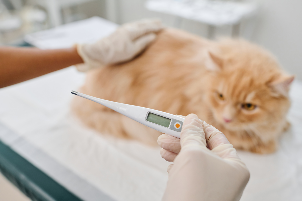 Körpertemperatur der Katze