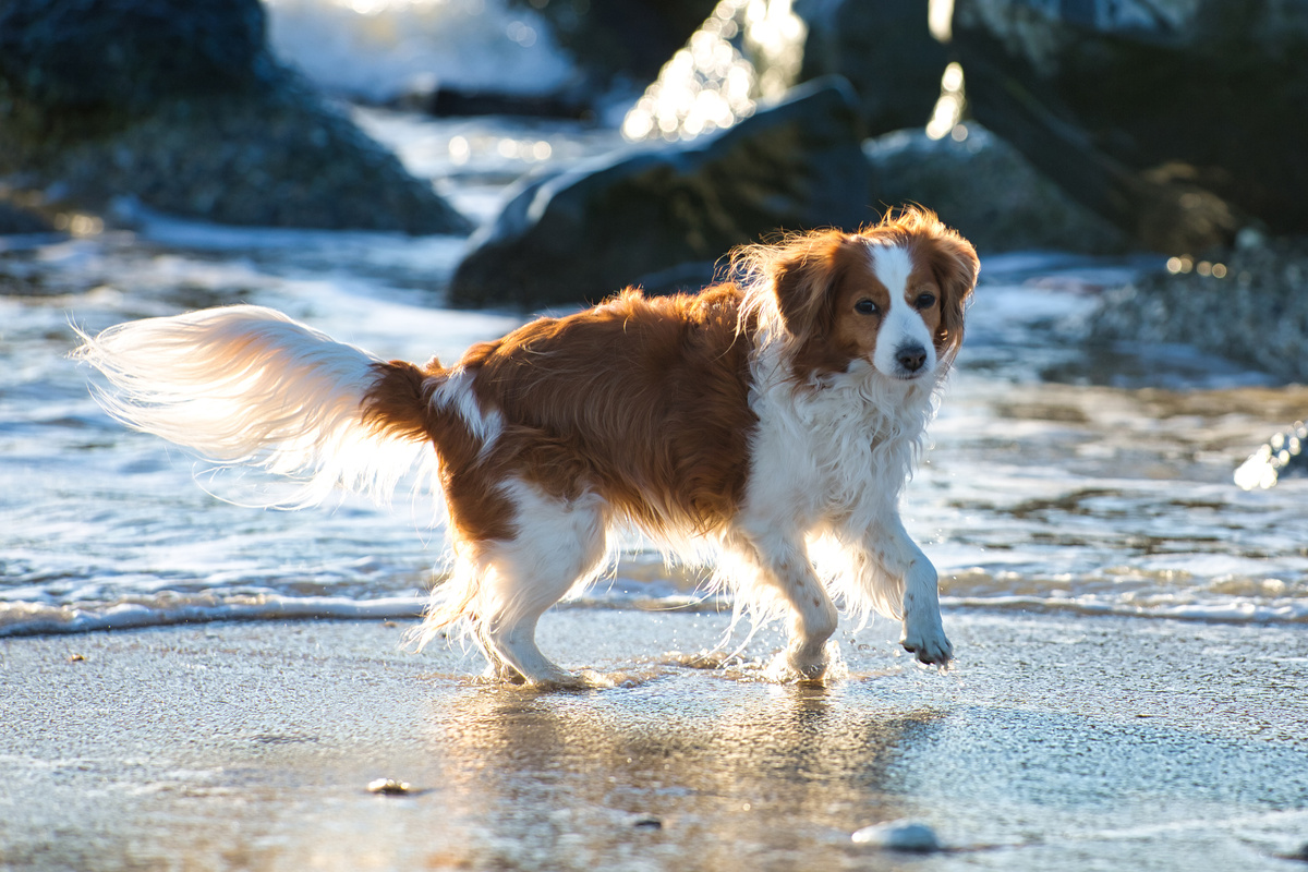 Kooikerhondje
