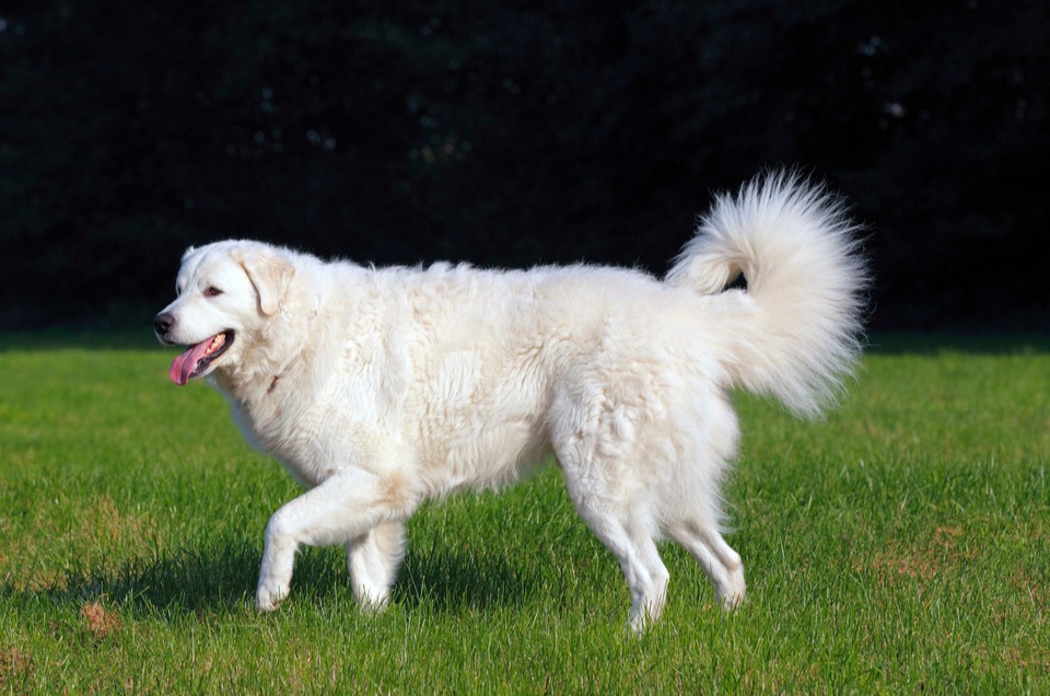 Kuvasz