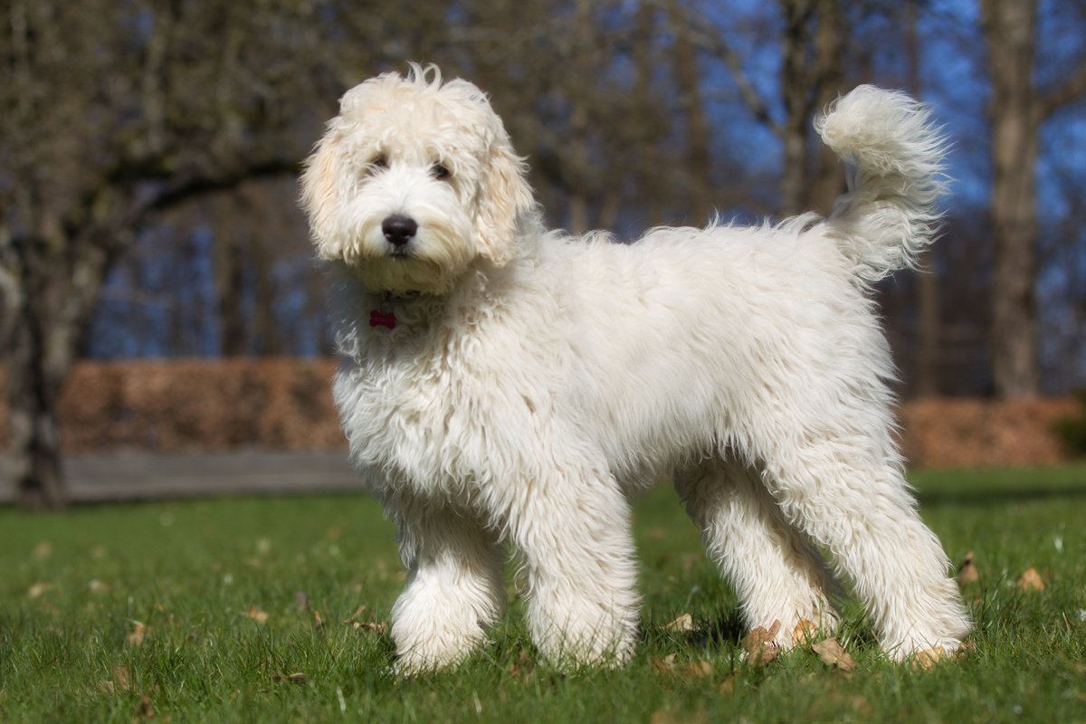 Der Labradoodle