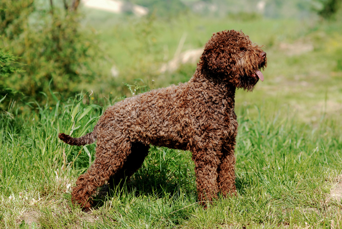 Lagotto_Romagnolo_Portrait