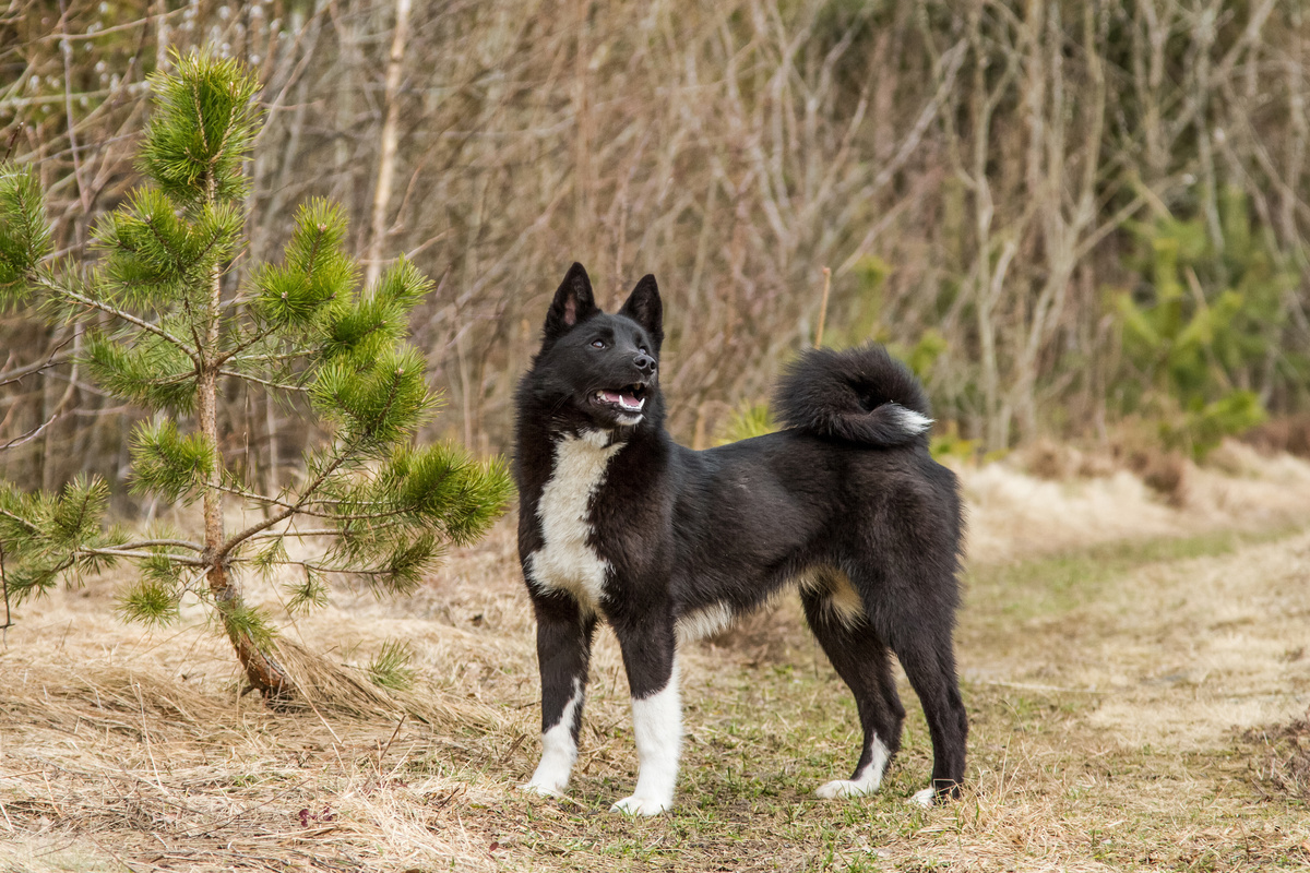 Laika