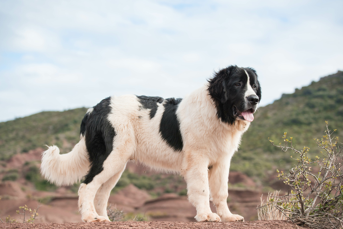 Landseer