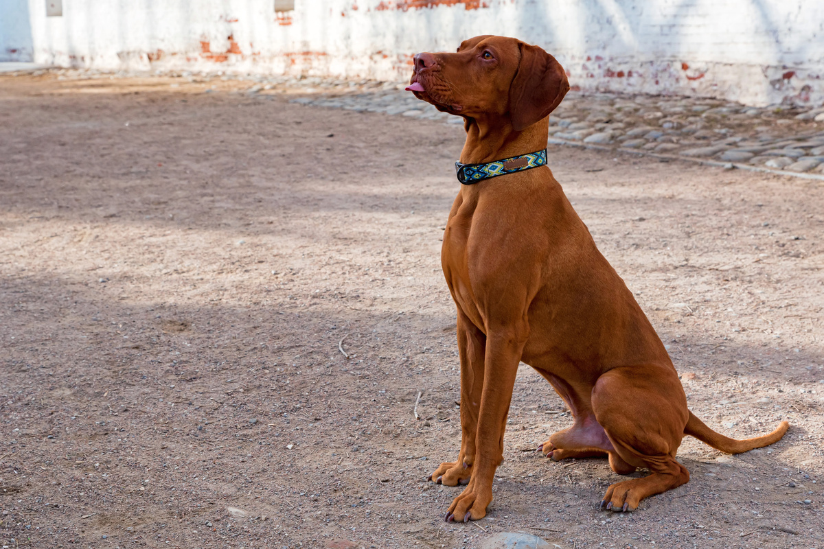 Magyar Vizsla