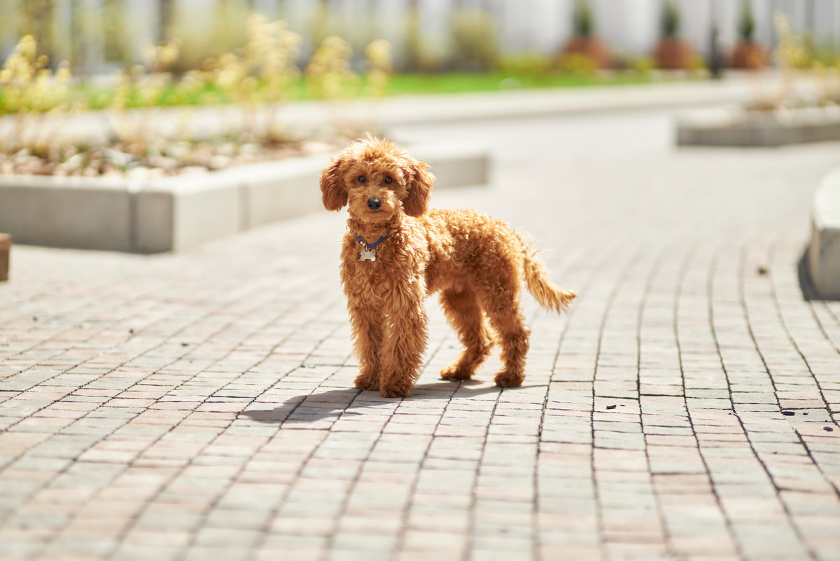 Maltipoo