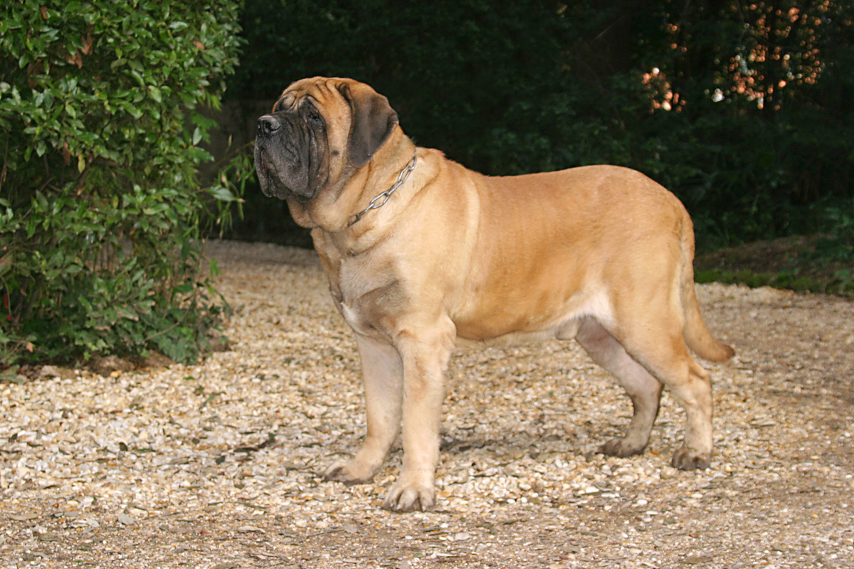Mastiff