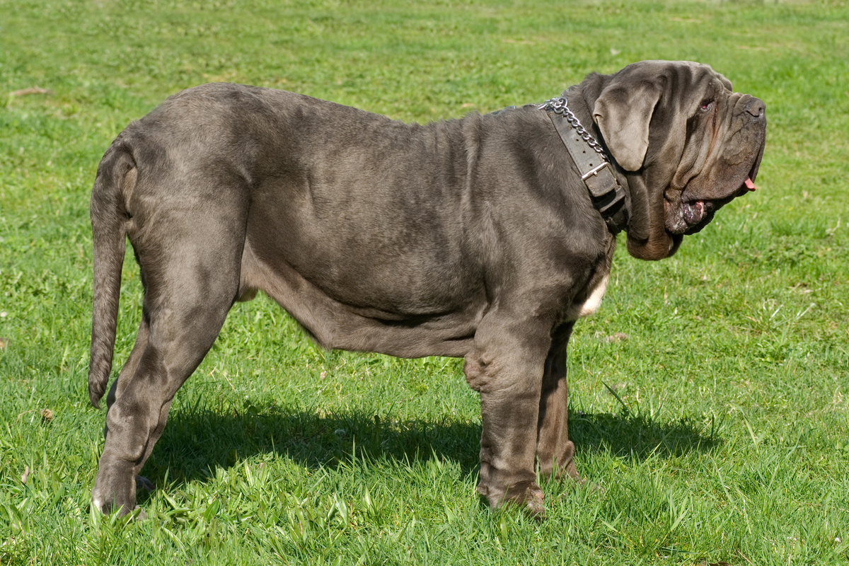 Mastino Napoletano - Rasseportrait | DAS FUTTERHAUS