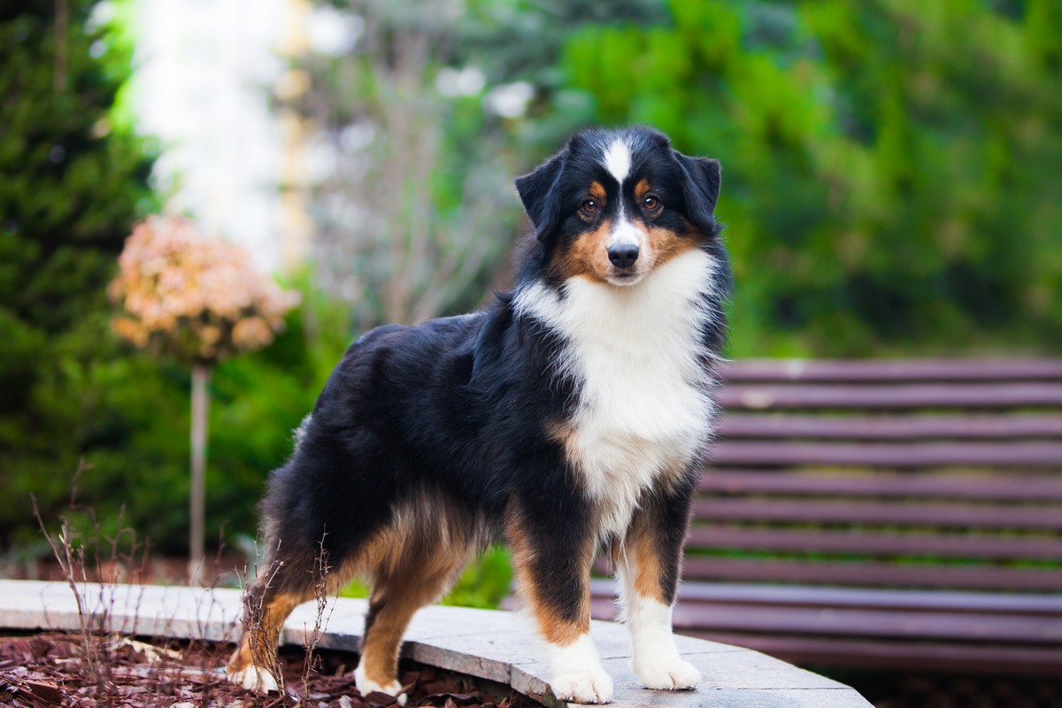 Miniature American Shepherd