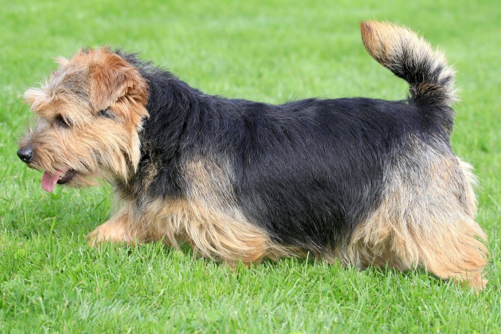 Norfolk Terrier