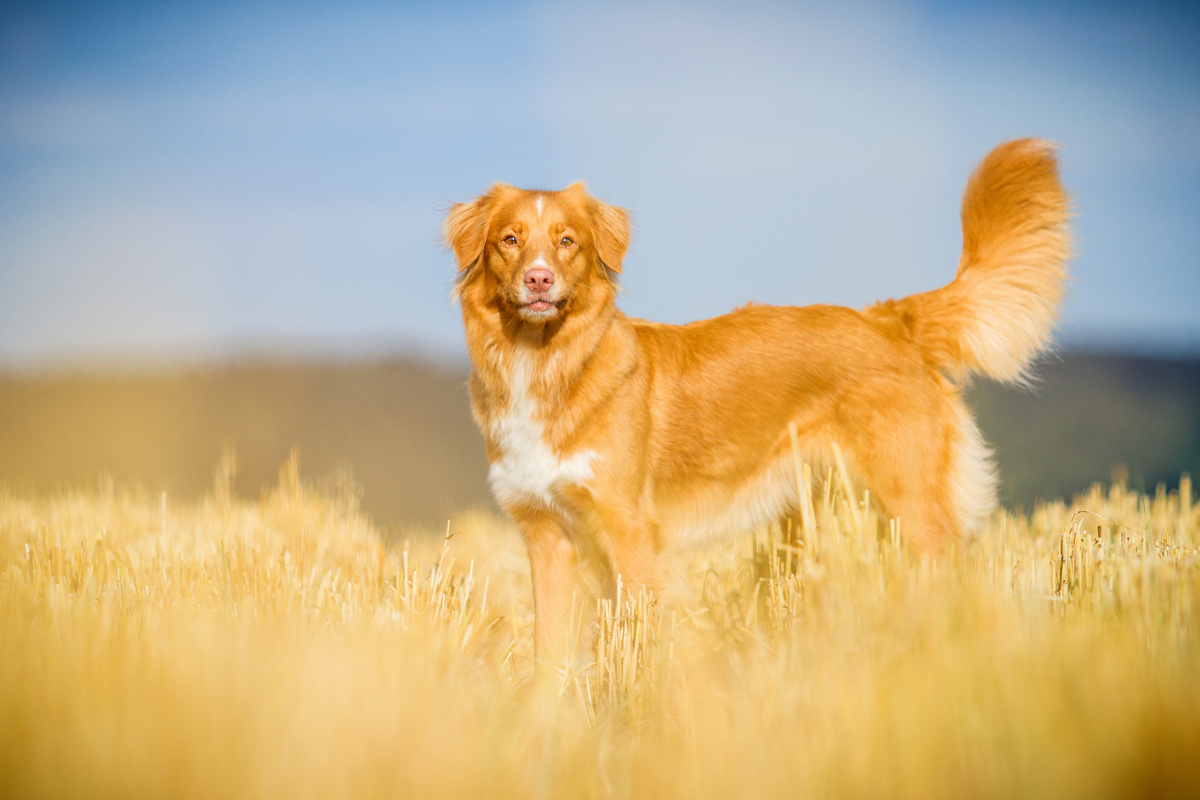 Nova Scotia Duck Tolling Retriever